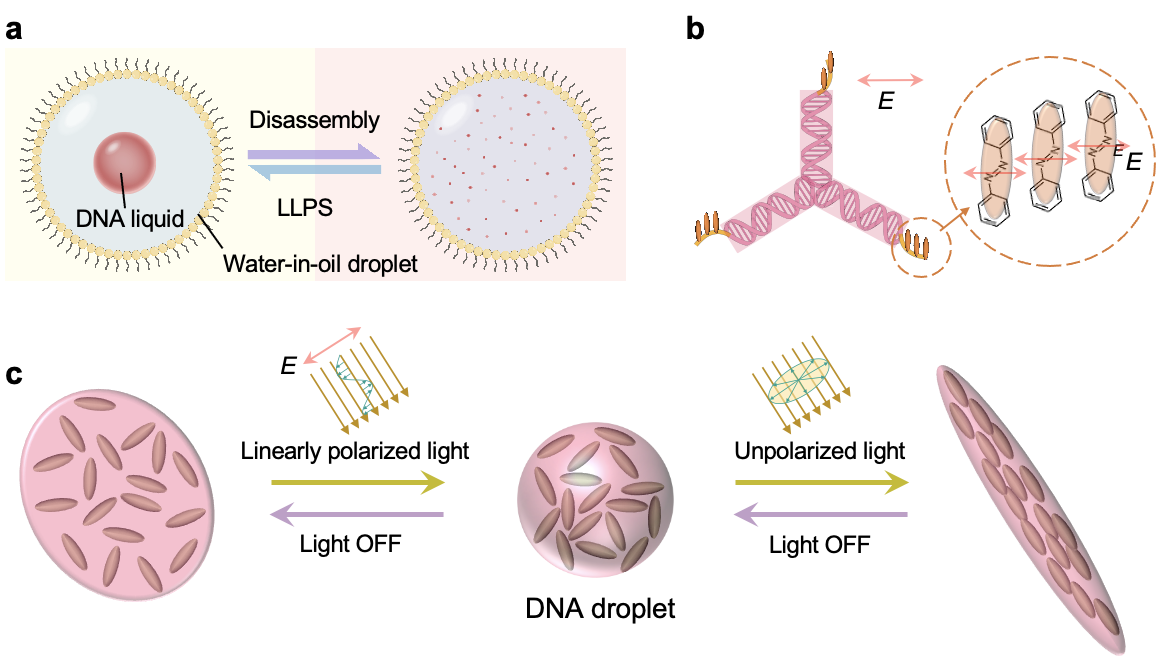 1752284673735646.png 1752284673735646.png