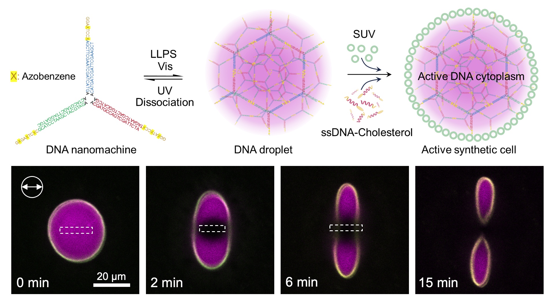 1757031501196795.jpg Screen Shot 2025-09-05 at 08.16.22.jpg